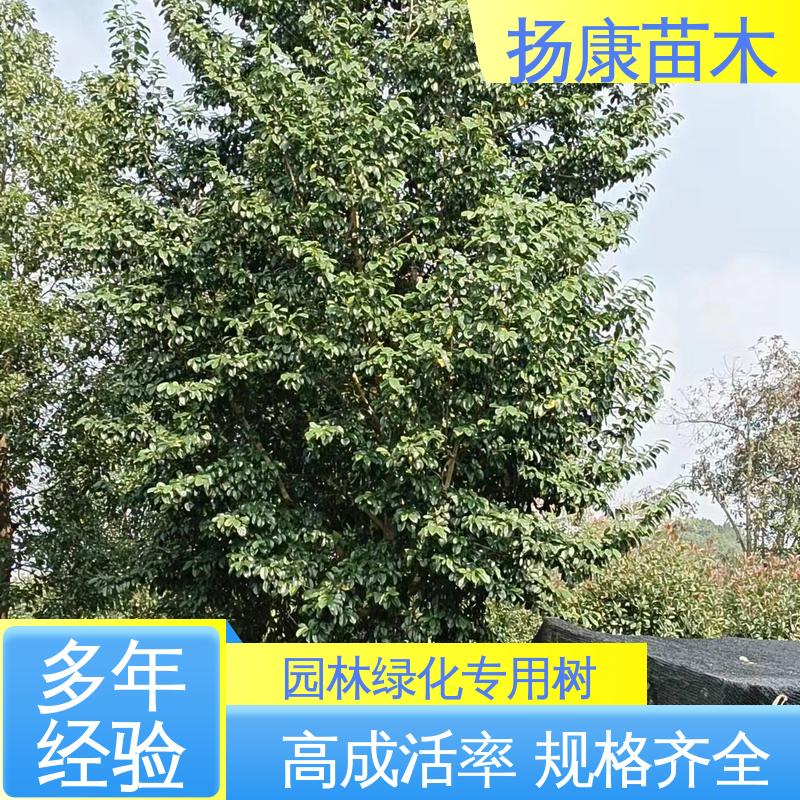 扬康苗木 15公分平 昌含笑 新农村市政绿化工程改造苗 精致美丽 易成活