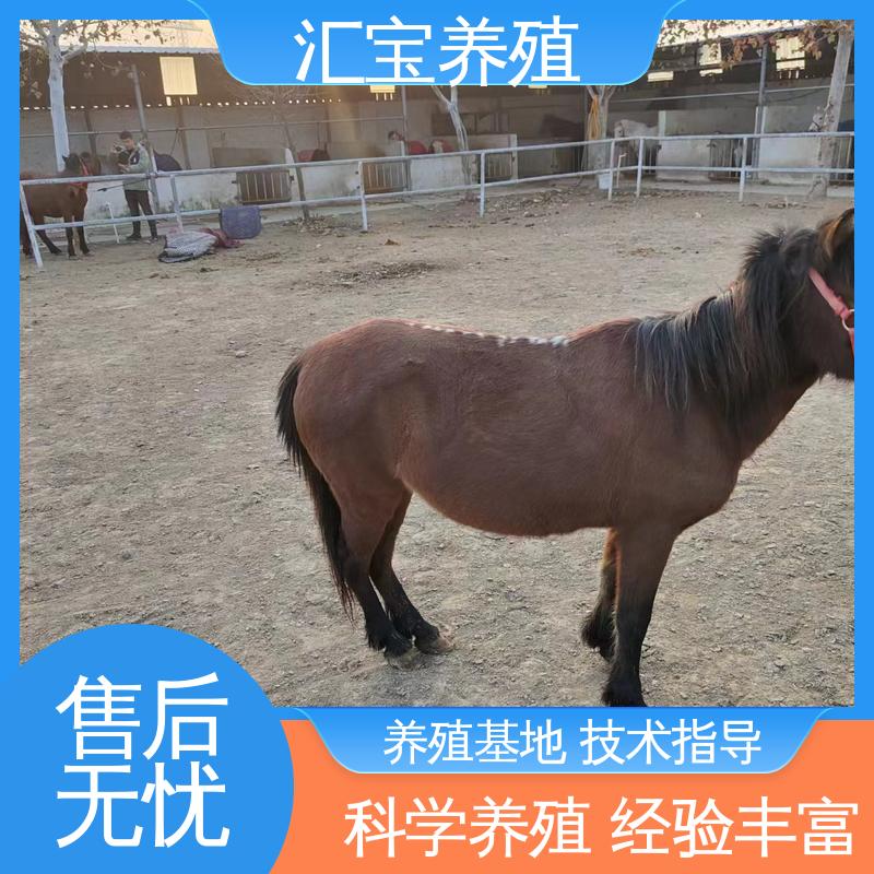 实地引种考察 一只起发 饲料五谷杂粮 德保矮马 