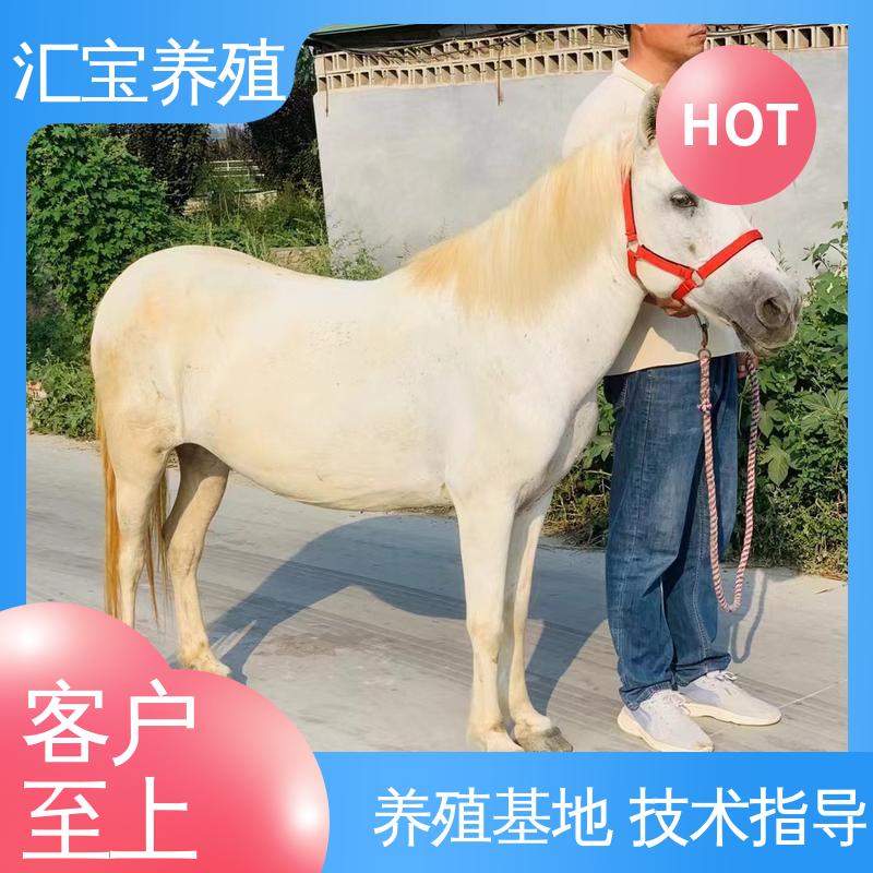  包回收包健康 宠物矮马 各种水果都可以吃 景区观赏