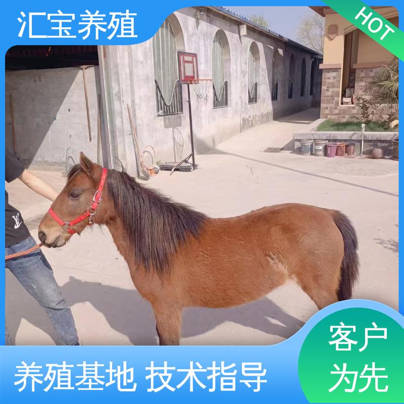  宠物矮马 包回收包健康 马术俱乐部 饲料五谷杂粮