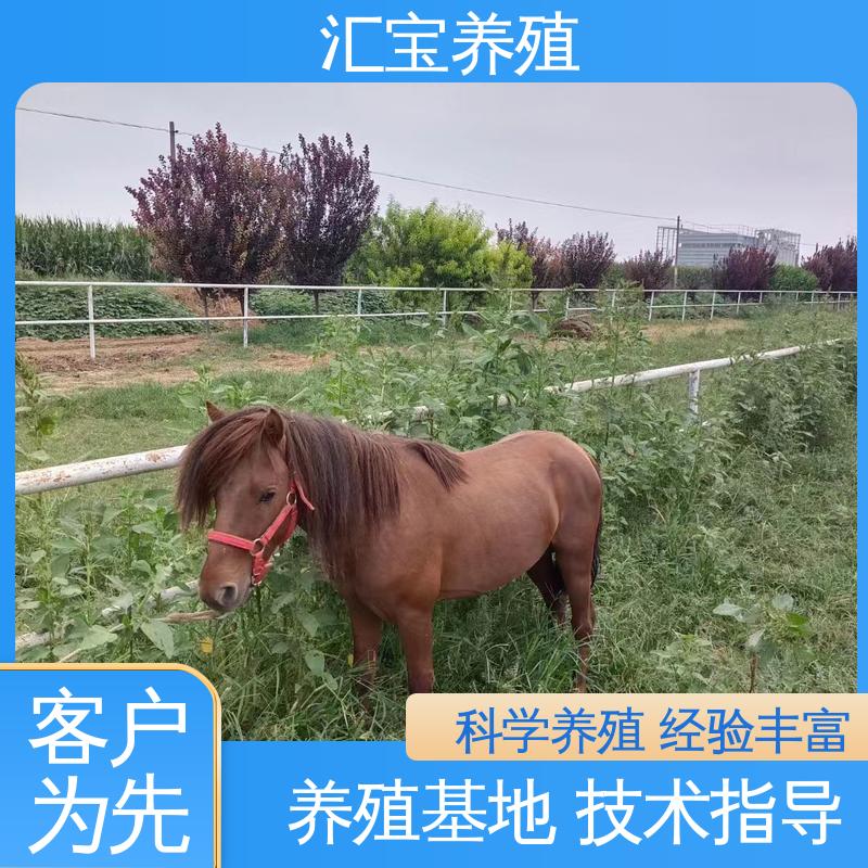 农家养殖矮马 景区观赏 包回收包健康 喂养方法 