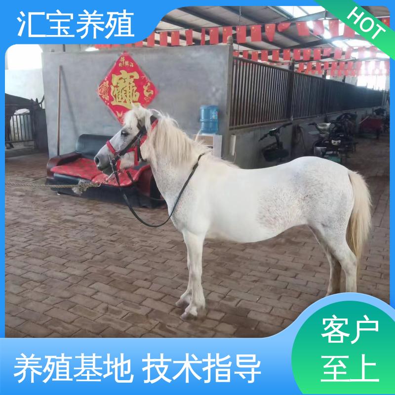 喂养方法 进口矮马设特兰 实地引种考察 景区观赏乘骑 