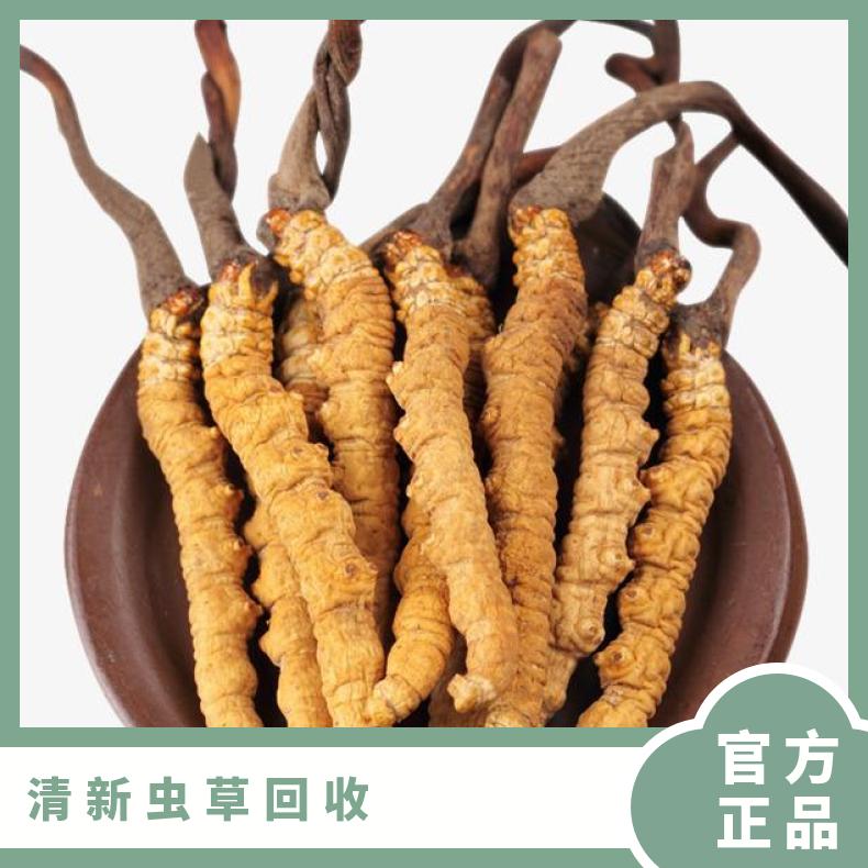 虫草回收行情咨询 高价收购福临门礼盒装 散装冬虫夏草 免费上门鉴定