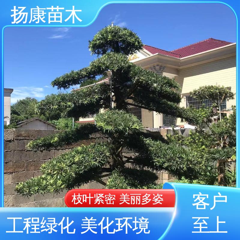 扬康苗木 20公分罗汉松 道路绿化色块苗 高成活率 规格齐全