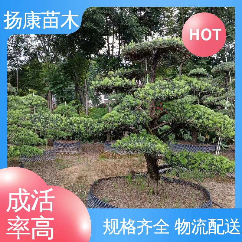扬康苗木 25公分罗汉松 庭院别墅景观树 造型优美 易成活