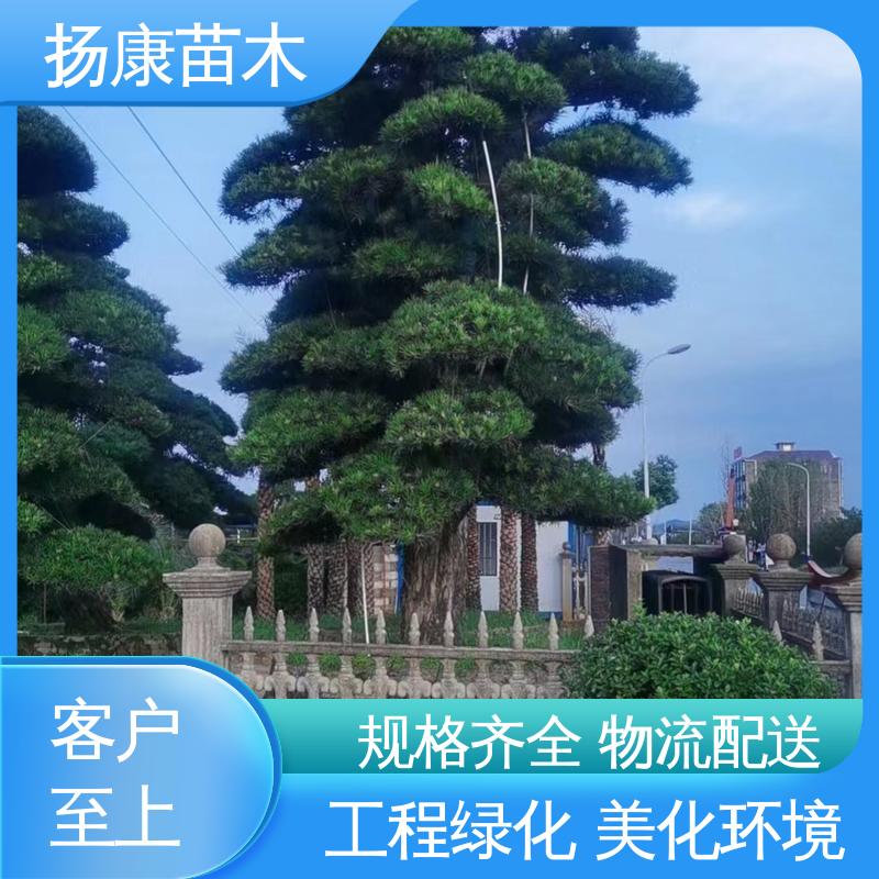 扬康苗木 浙 江罗山松 公园景区装饰露地盆栽 高端大气镇宅