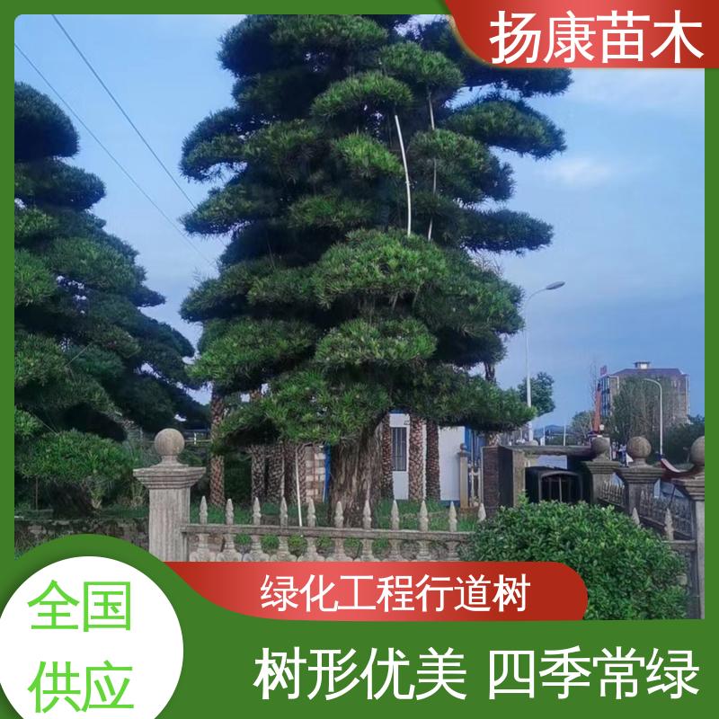 扬康苗木 基地供应 精品罗汉松 庭院别墅标配 高成活率 规格齐全