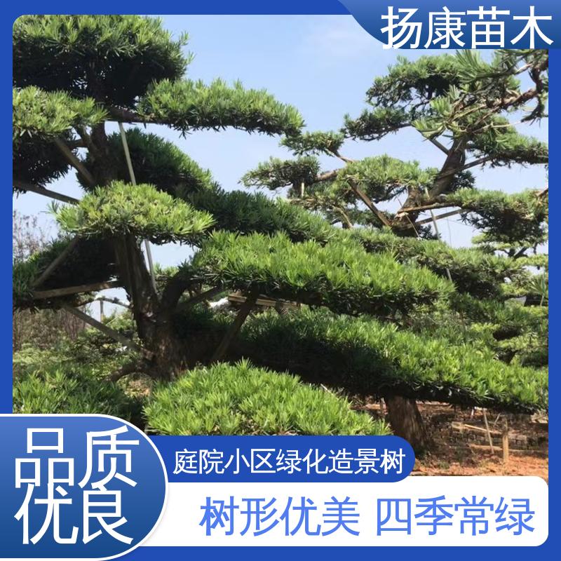 扬康苗木 基地供应 罗汉松盆景 庭院别墅造景树 高端大气镇宅