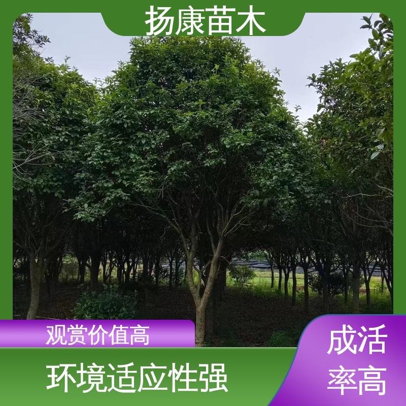扬康苗木 基地供应 丛虫桂花 园林绿化专用树 高成活率 规格齐全