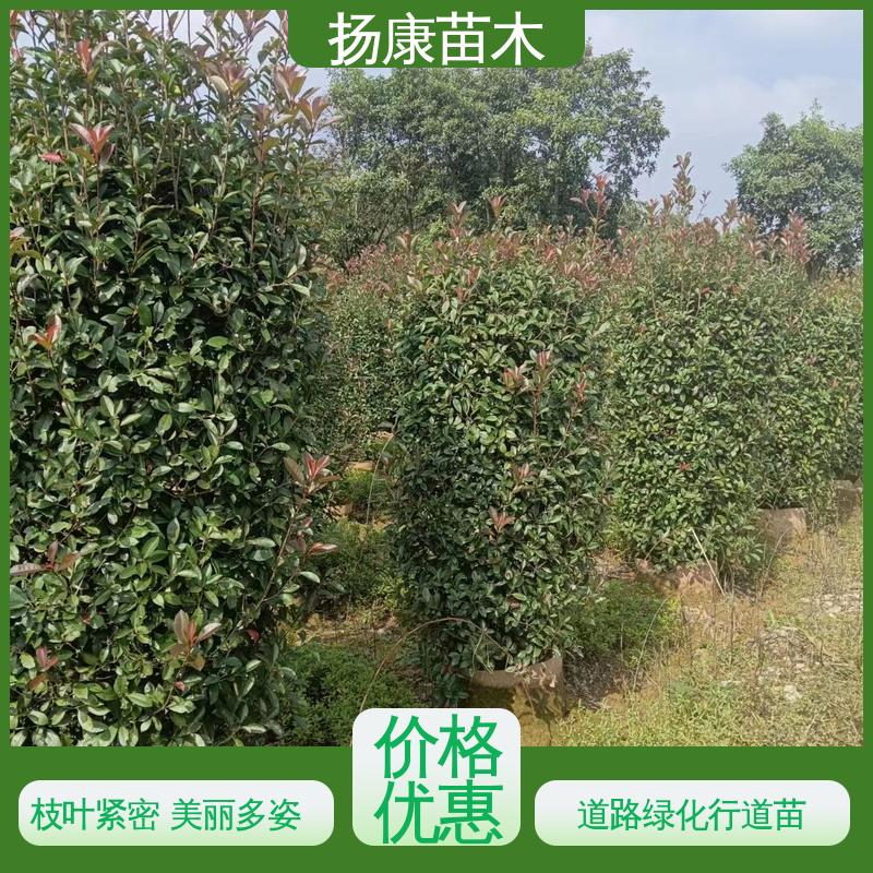扬康苗木 基地供应 红叶石楠树 城市景观绿化树 高端大气美观