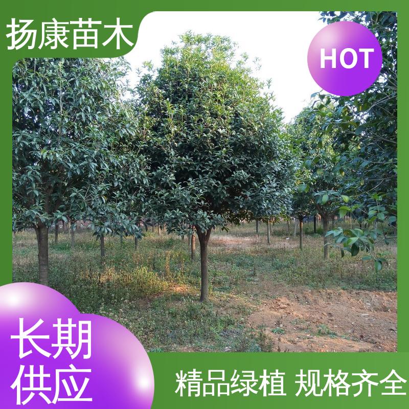 扬康苗木 基地供应 18公分精品木花树 绿化工程专用苗 造型优美 易成活