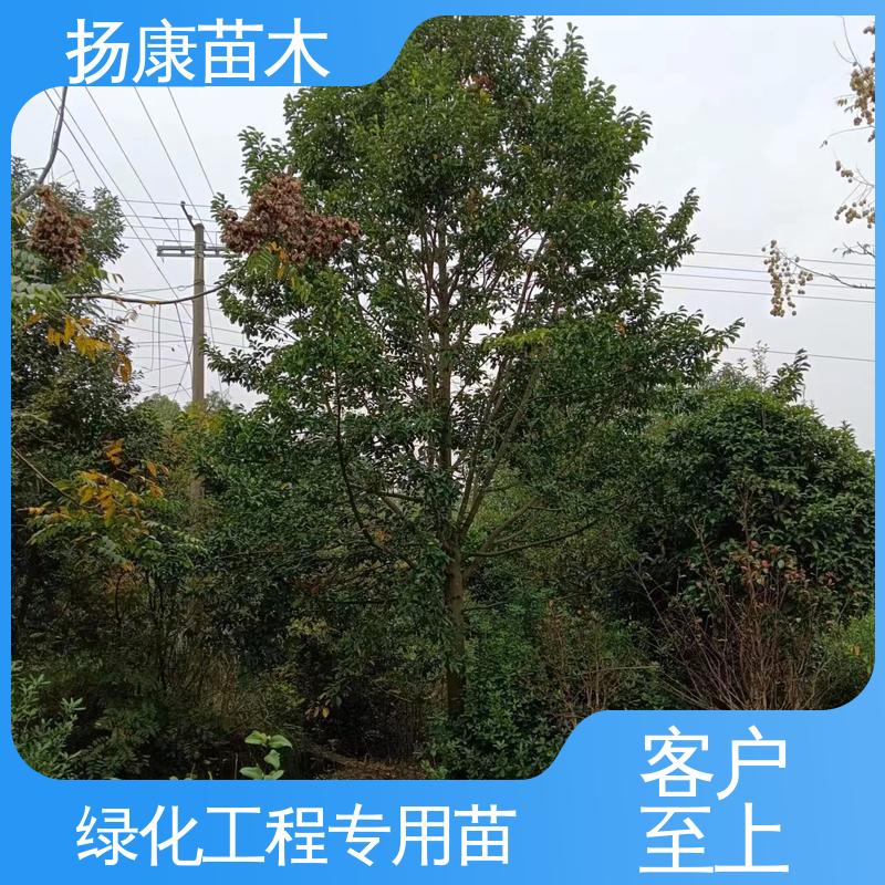扬康苗木 15公分平 昌含笑 园区道路绿化苗 树形丰富 成活率高