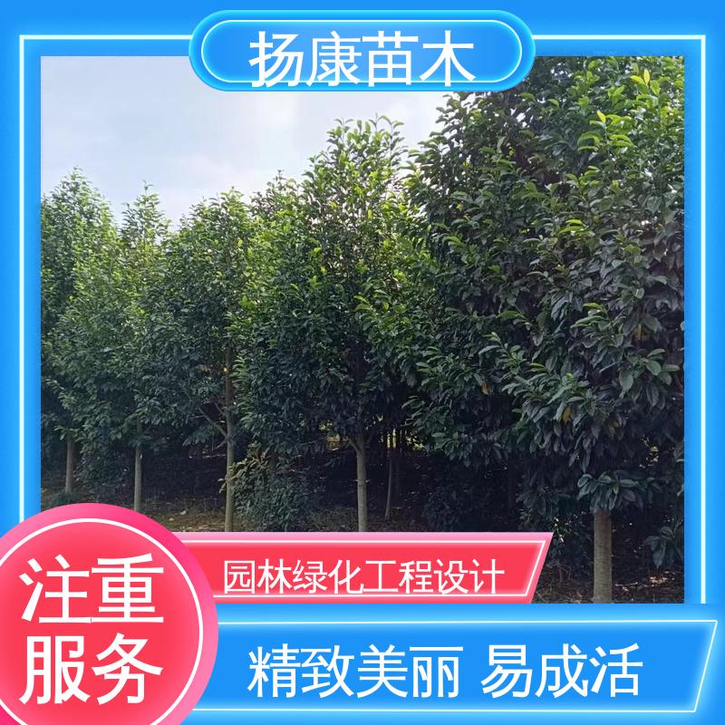 扬康苗木 基地供应 乐 昌含笑 园林景区栽植 枝叶紧密 美丽多姿