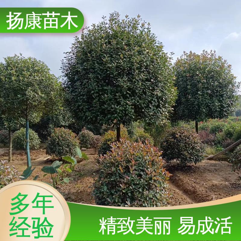 扬康苗木 红叶石楠树 园林绿化工程设计 精致美丽 易成活