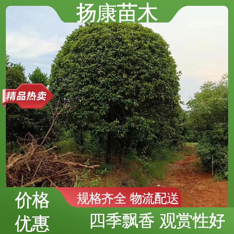 扬康苗木 基地供应 15公分桂花 城市景观绿化树 精致美丽 易成活