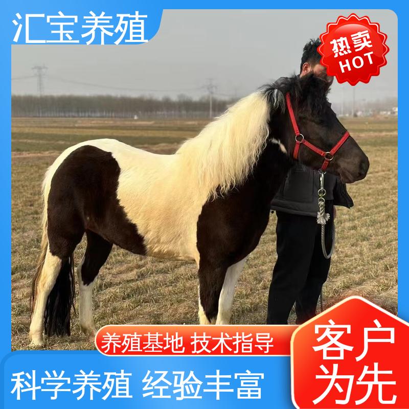 一只起发 饲料五谷杂粮 包回收包健康 德保矮马 
