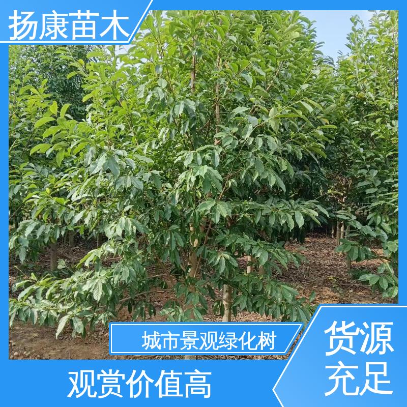 扬康苗木 15公分平 昌含笑 道路绿化行道苗 精致美丽 易成活