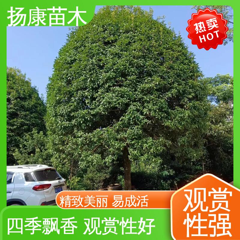 扬康苗木 基地供应 25公分桂花 园林绿化工程设计 高成活率 规格齐全