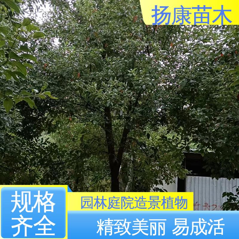 扬康苗木 精品乐 昌含笑 城市景观绿化树 环境适应性强