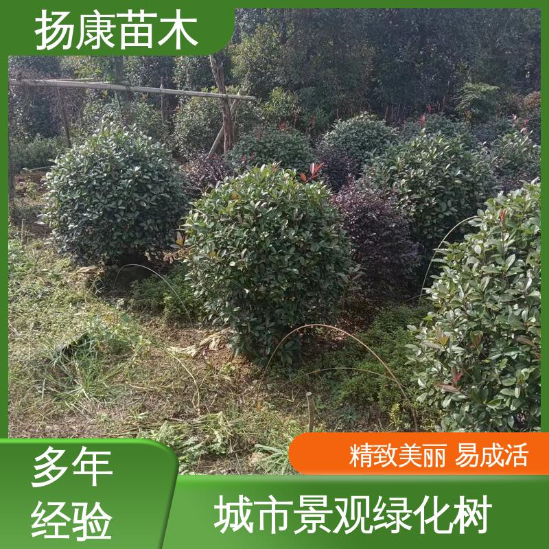 扬康苗木 基地供应 纸石楠球 道路绿化行道苗 适用性强 规格齐全