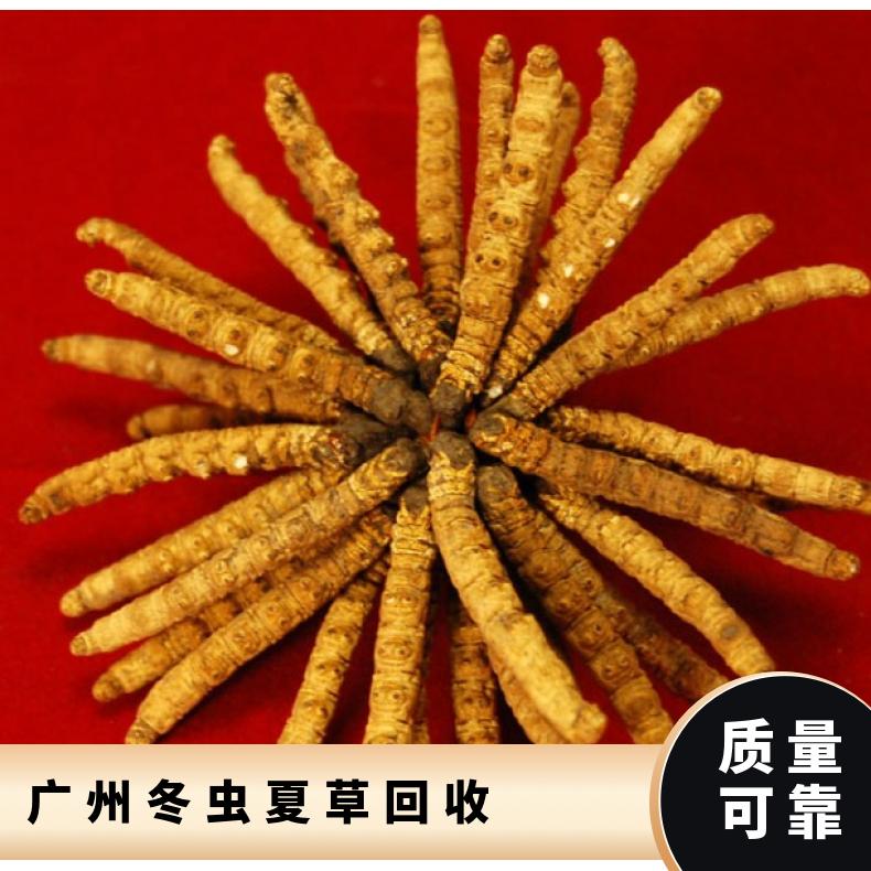 广州冬虫夏草回收 上门收购各种虫草燕窝 茅台酒 洋酒 五粮液