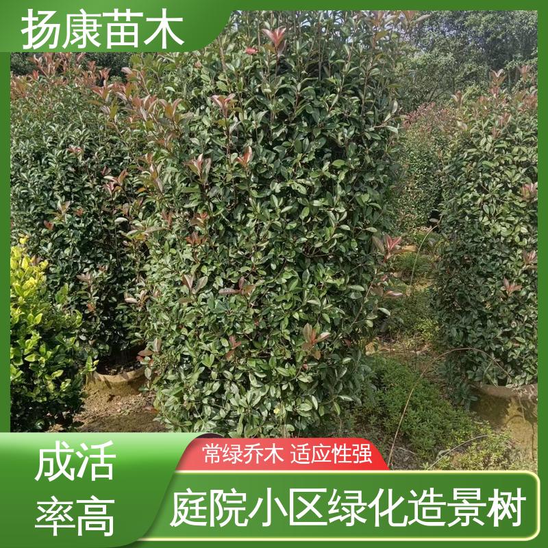 扬康苗木 红叶南栓 城市景观绿化树 高成活率 规格齐全