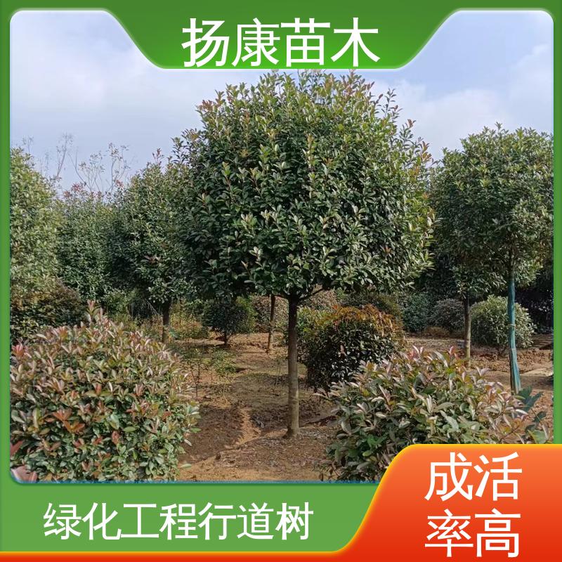 扬康苗木 基地供应 红叶石楠球 道路绿化行道苗 高端大气美观