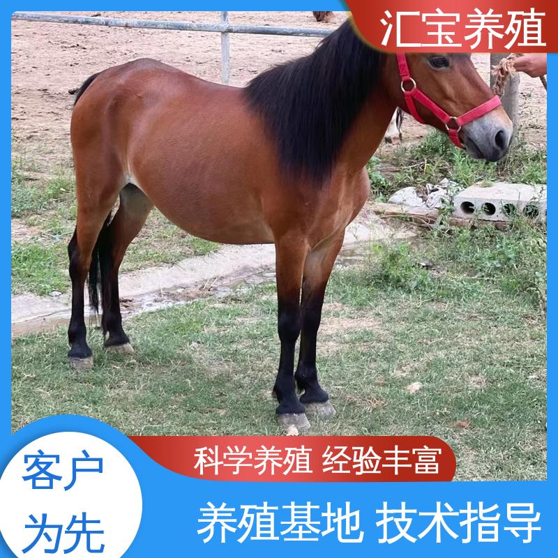 包回收包健康 饲料五谷杂粮 德保矮马 马术俱乐部 