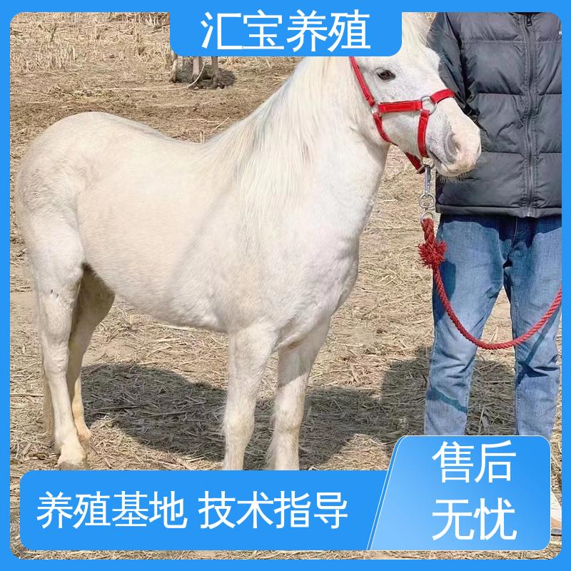 喂养方法 袖珍迷你矮马 温顺可爱 提供技术指导 
