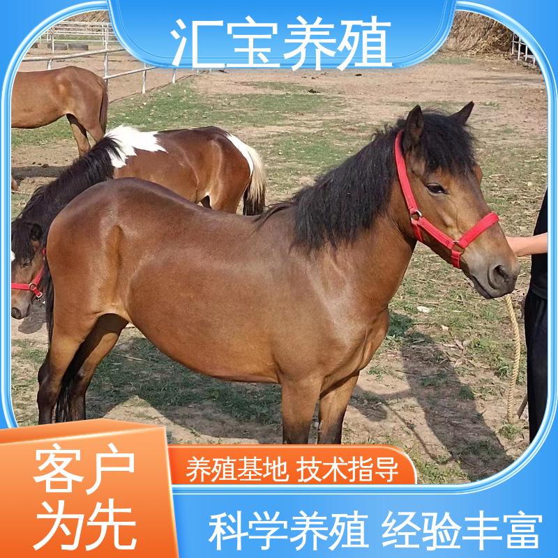进口矮马设特兰 高端品种 提供技术指导 包邮包运输 