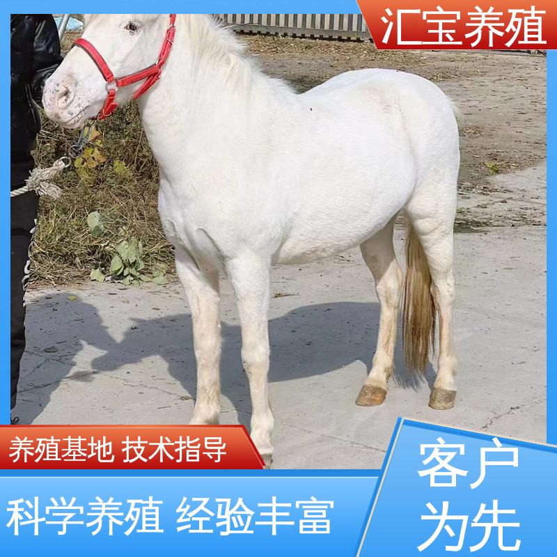  高端品种 一只起发 提供技术指导 进口矮马设特兰