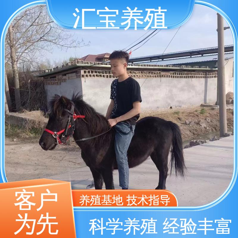  进口矮马设特兰 包邮包运输 各种水果都可以吃 实地引种考察