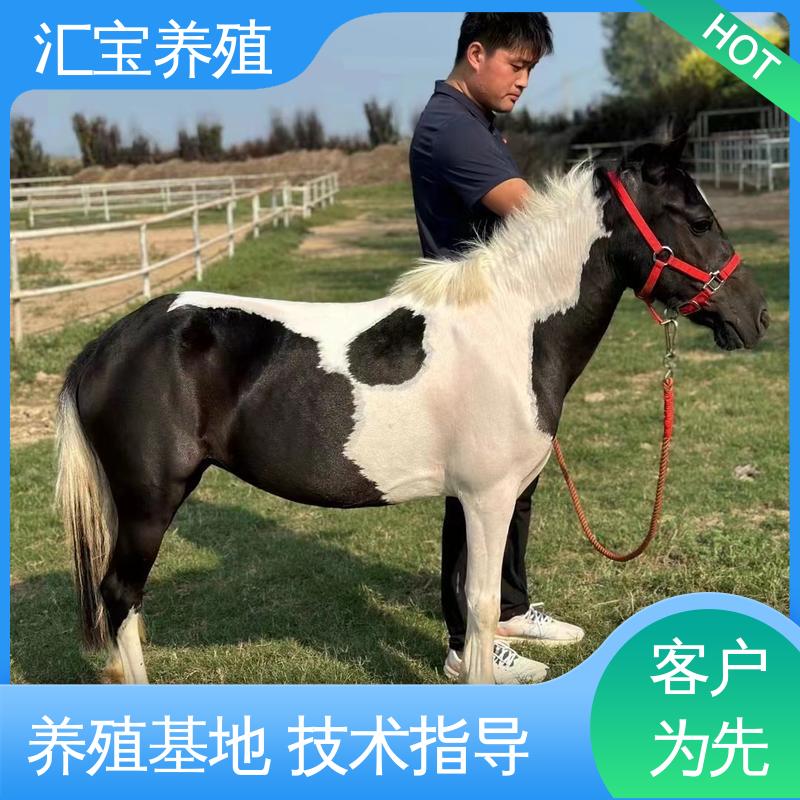  包回收包健康 包邮包运输 进口矮马设特兰 各种水果都可以吃