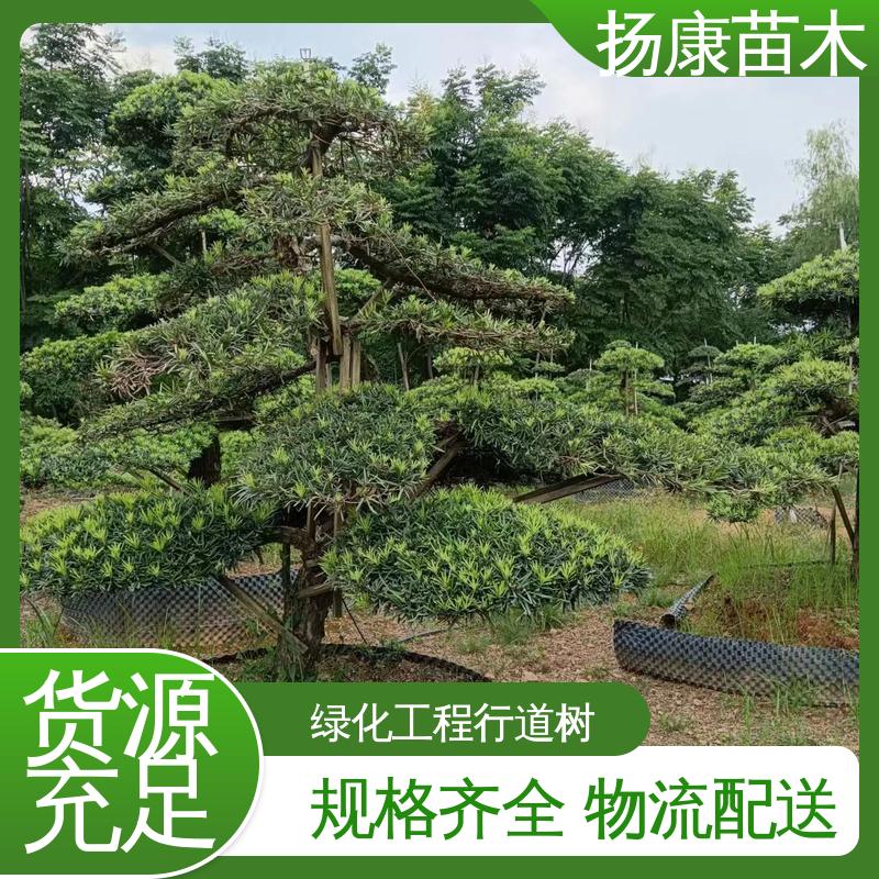 扬康苗木 14公分罗汉松 绿化工程行道树 适用性强 规格齐全