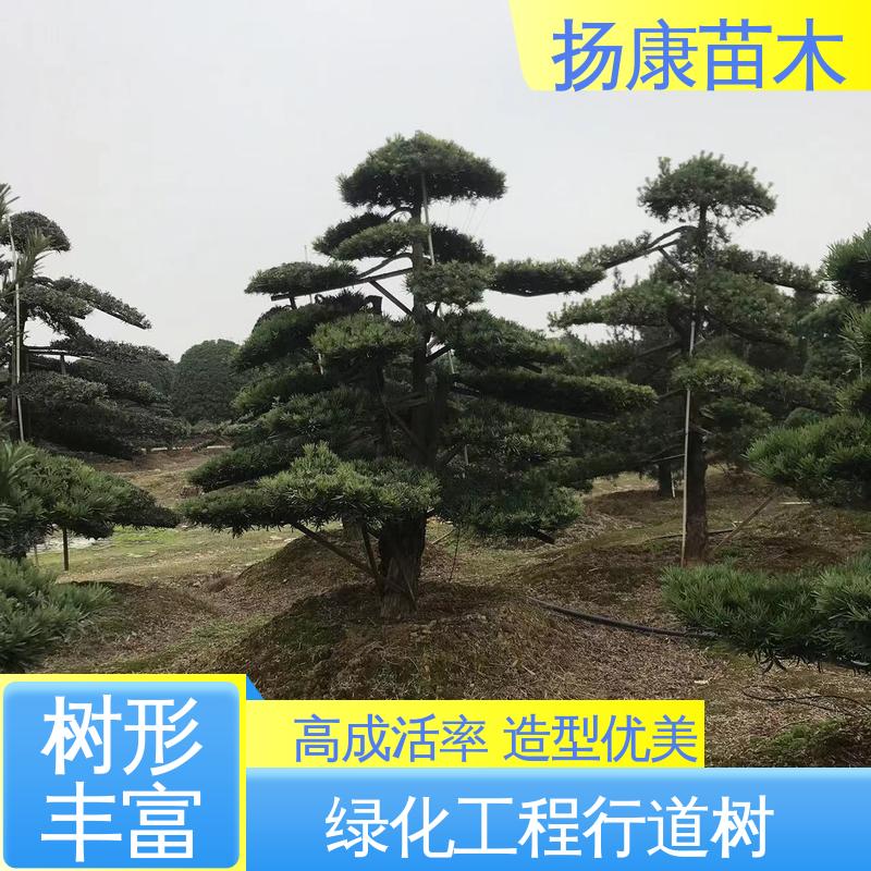 扬康苗木 18公分罗汉公 庭院别墅景观树 高端大气镇宅