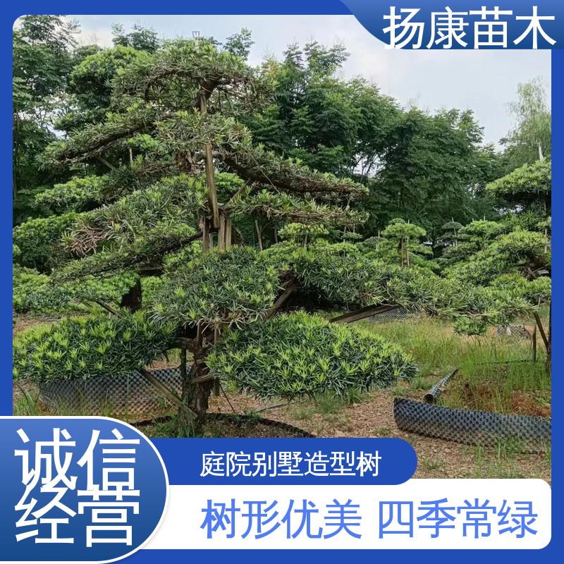 扬康苗木 基地供应 四 川罗汉松 绿化工程行道树 树形优美 四季常绿