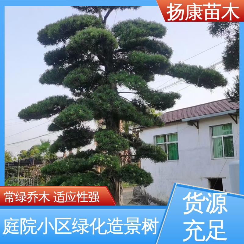 扬康苗木 14公分罗汉松 园林绿化专用树 高端大气镇宅