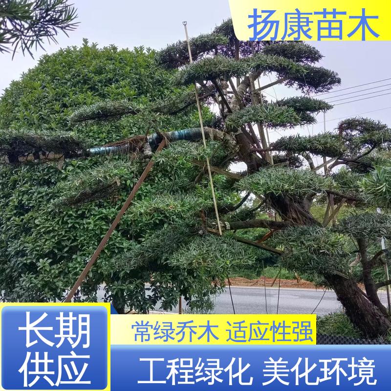 扬康苗木 基地供应 湖 南罗汉松 庭院别墅景观树 常绿乔木 适应性强