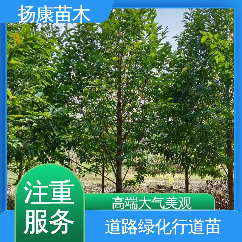 扬康苗木 15公分平 昌含笑 庭院小区绿化造景树 环境适应性强
