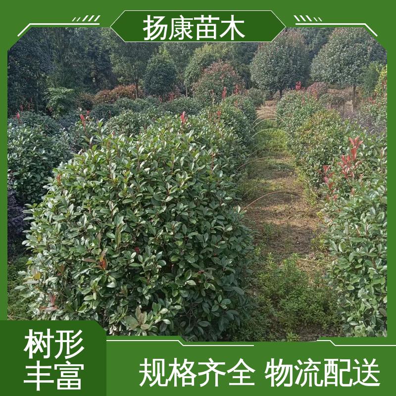 扬康苗木 红叶石楠 园林绿化工程设计 适用性强 规格齐全