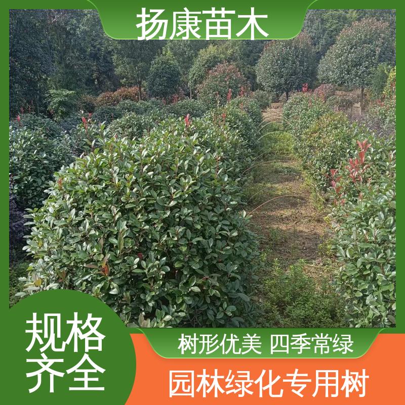 扬康苗木 基地供应 红叶南栓 城市景观绿化树 高成活率 规格齐全
