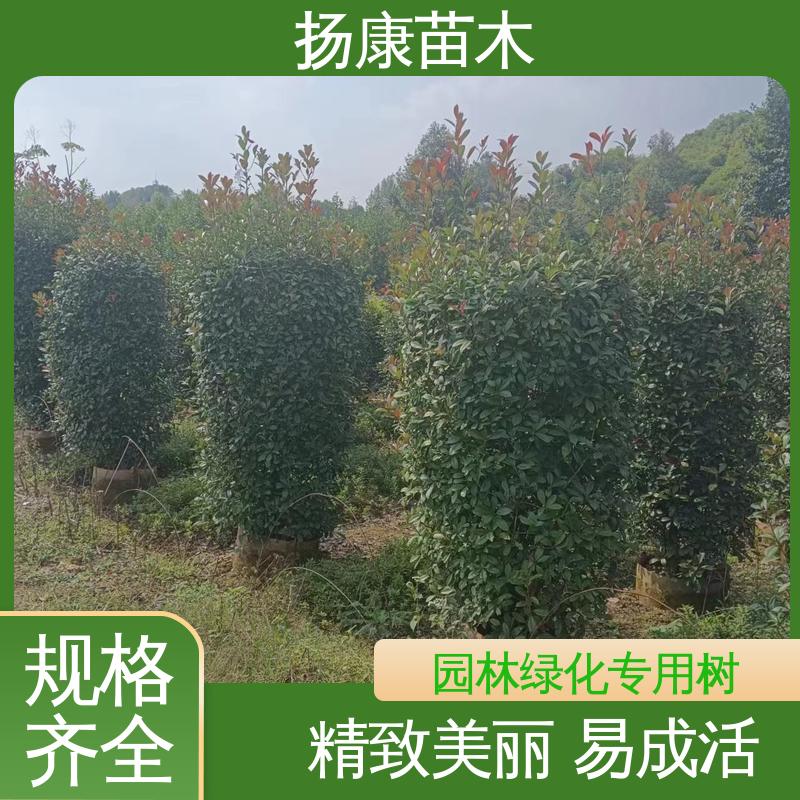 扬康苗木 红叶石楠树 园林庭院造景植物 观赏价值高
