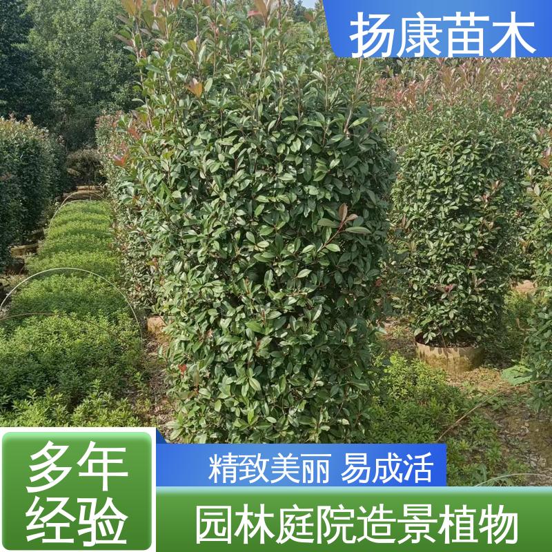 扬康苗木 基地供应 红叶石楠 庭院小区绿化造景树 高端大气美观