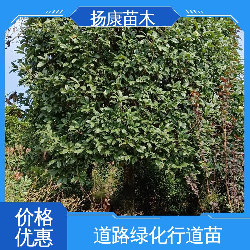 扬康苗木 浙 江乐 昌含笑 园林庭院造景植物 观赏价值高