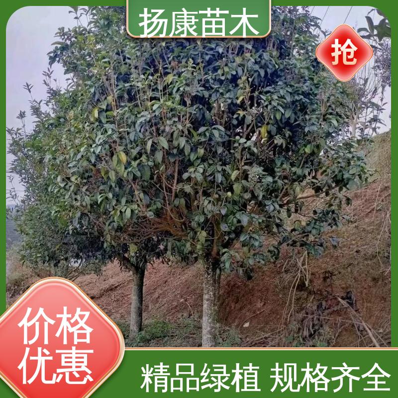 扬康苗木 18公分精品木花树 园区道路绿化苗 高成活率 规格齐全