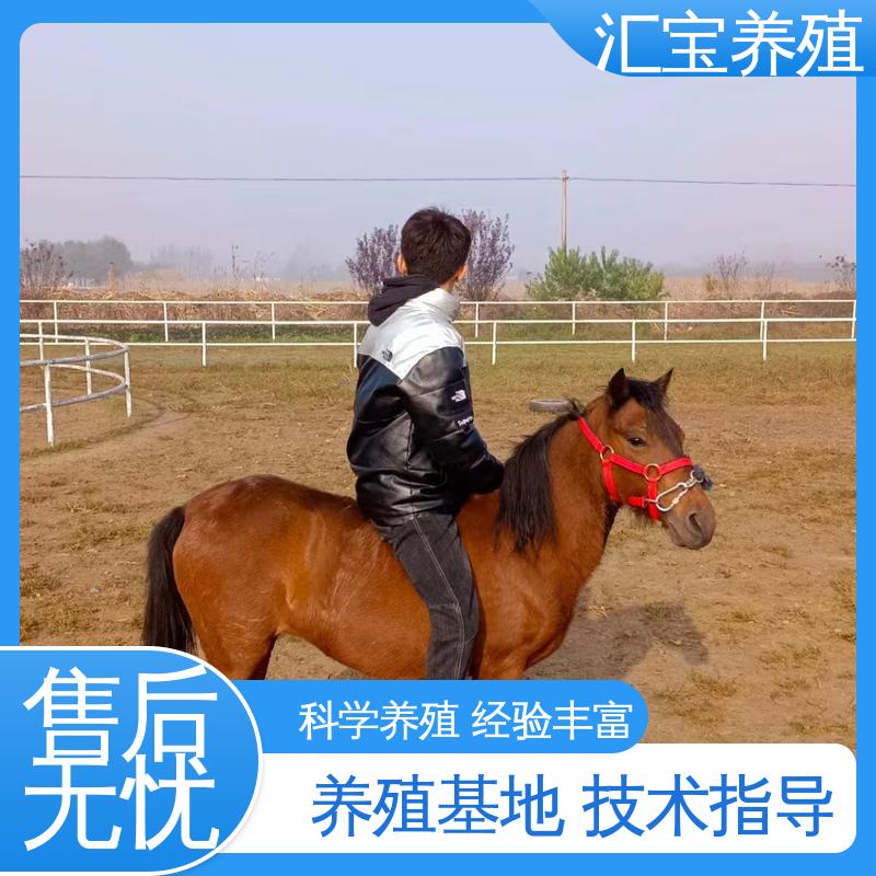  不易生病 喂养方法 进口矮马设特兰 包邮包运输