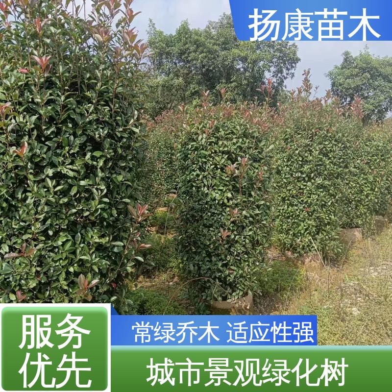 扬康苗木 基地供应 红叶石楠球 园林庭院造景植物 精致美丽 易成活