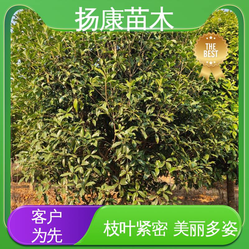扬康苗木 基地供应 12公分桂花 庭院小区绿化造景树 高成活率 规格齐全
