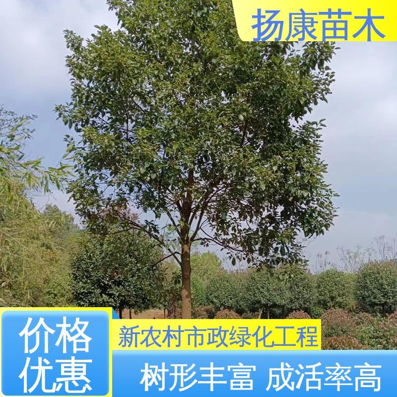 扬康苗木 基地供应 15公分平 昌含笑 园林绿化专用树 高端大气美观