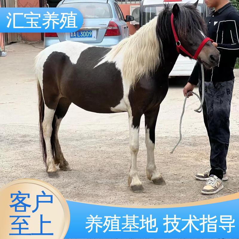  袖珍迷你矮马 实地引种考察 高端品种 景区观赏乘骑